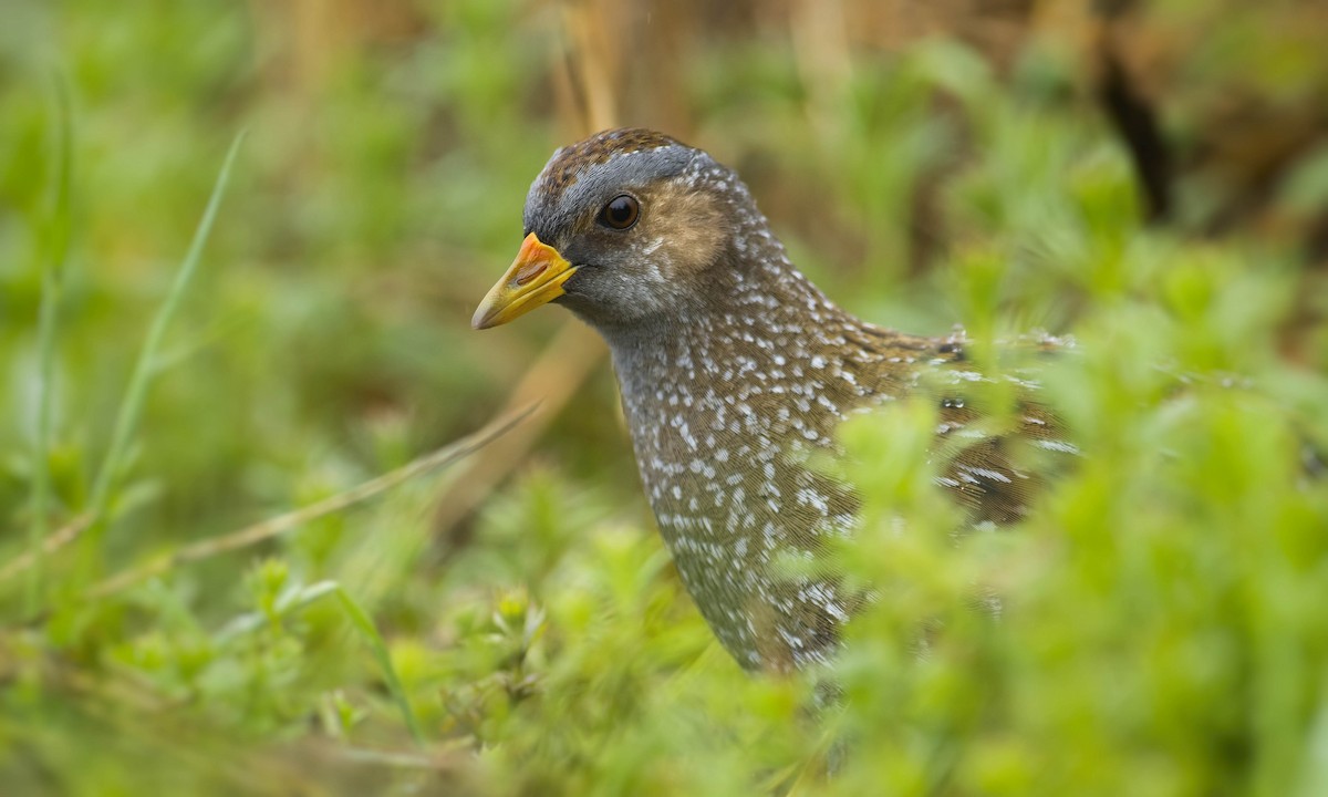 Spotted Crake - ML318208951