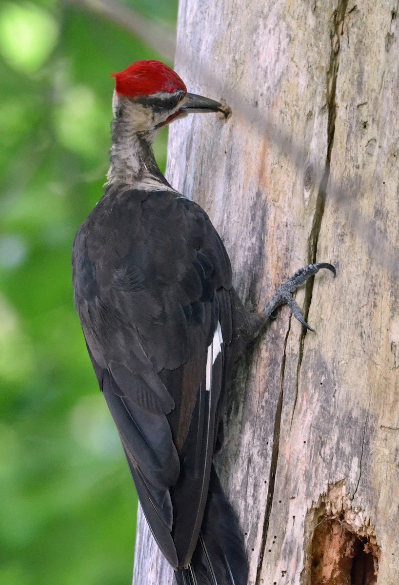 Pileated Woodpecker - ML31821241