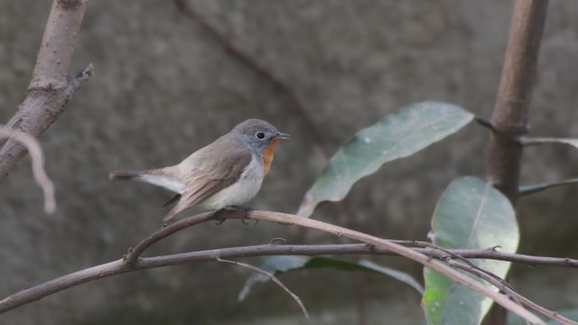 Red-breasted Flycatcher - ML318215341
