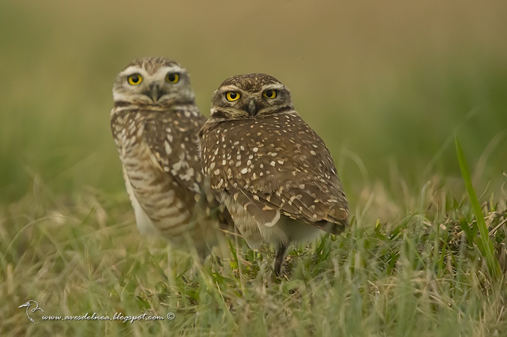 Burrowing Owl - ML31821561