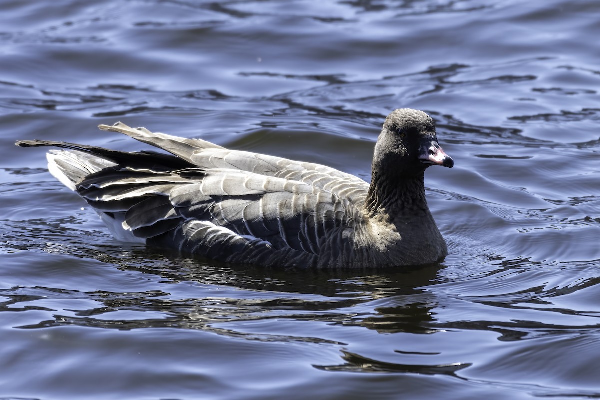 Pink-footed Goose - ML318217661