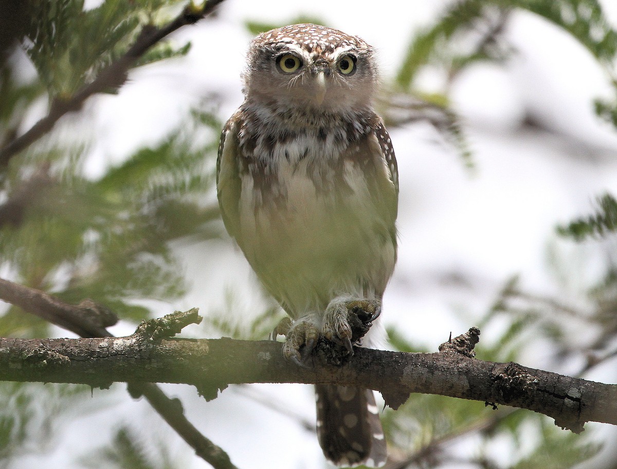 Pearl-spotted Owlet - ML318217861