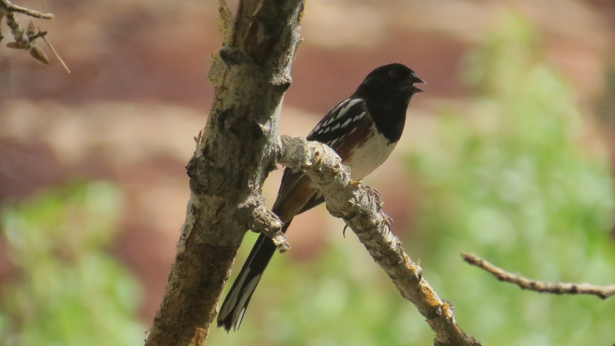 Spotted Towhee - ML318218111