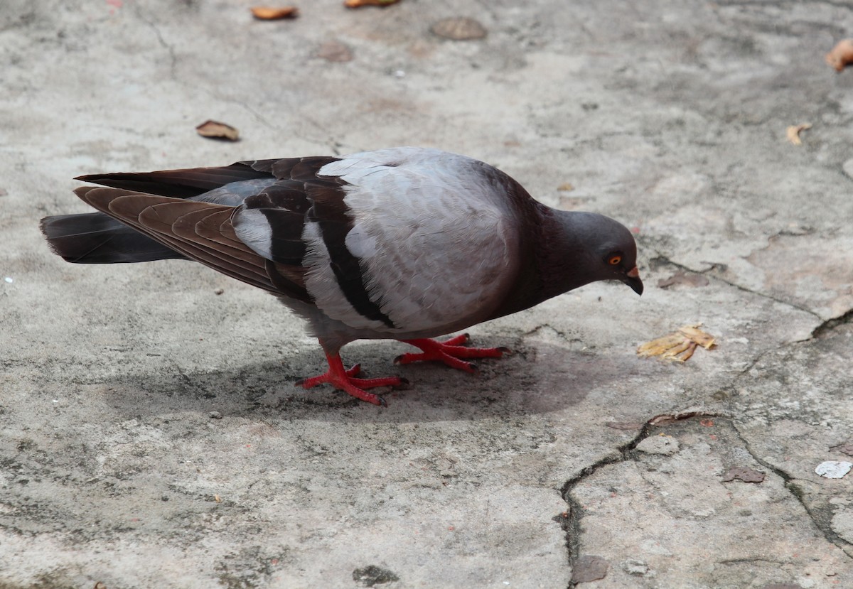 Rock Pigeon (Feral Pigeon) - Alexander Lees
