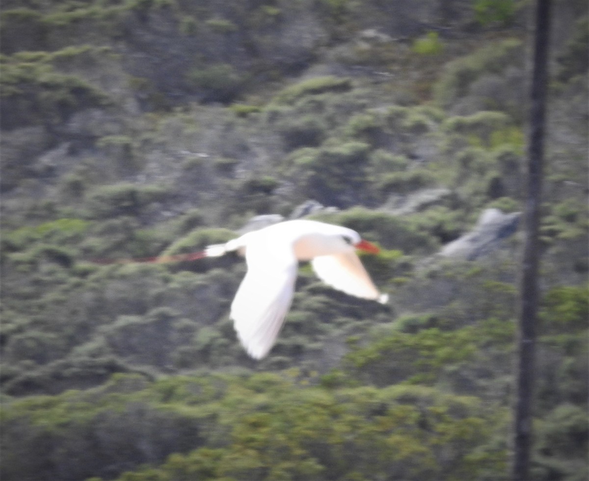 Red-tailed Tropicbird - ML318221241