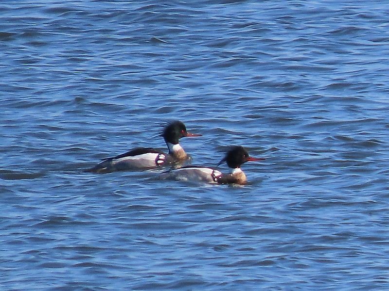 Red-breasted Merganser - Tracy The Birder