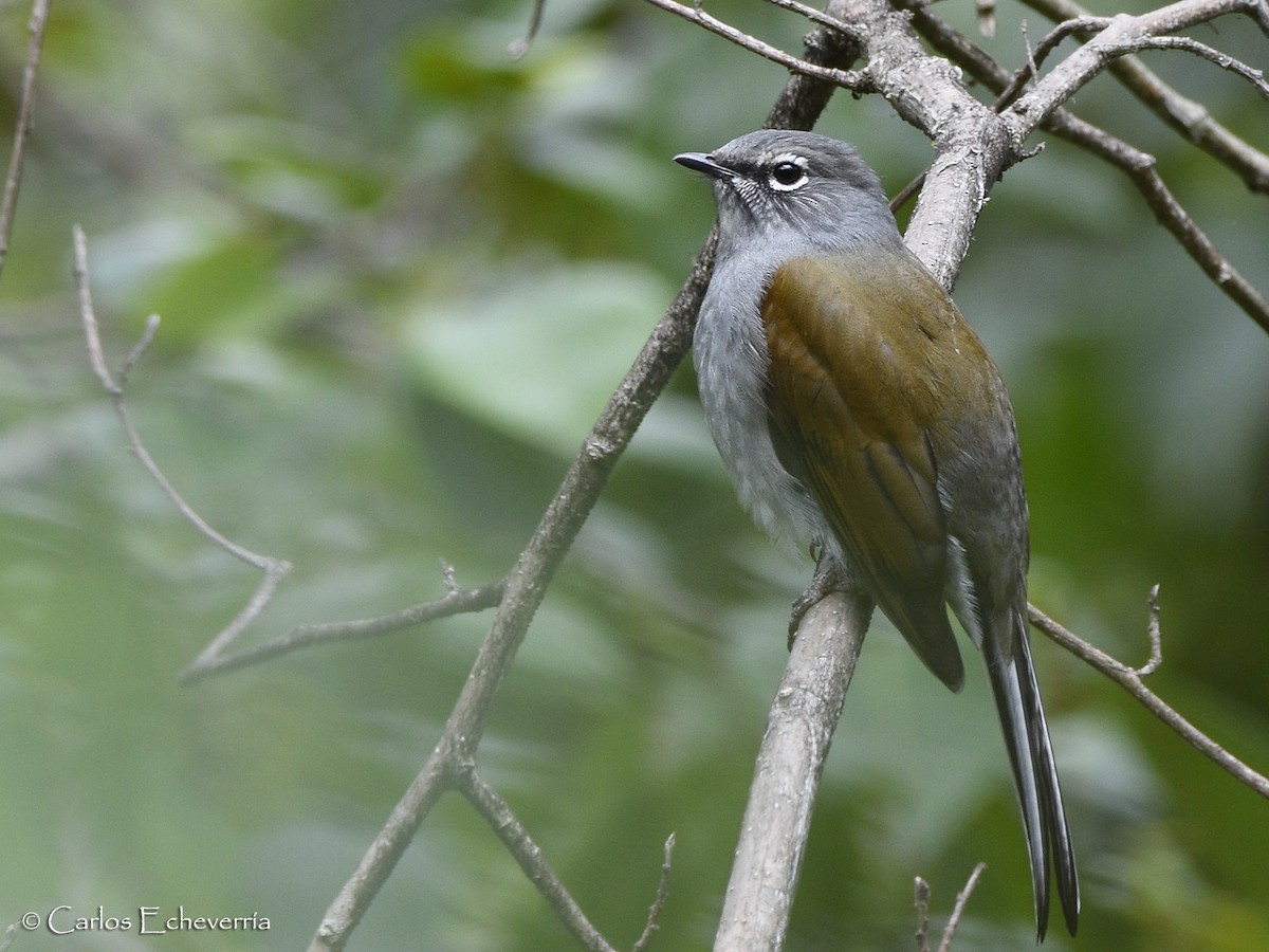 Brown-backed Solitaire - ML318238911