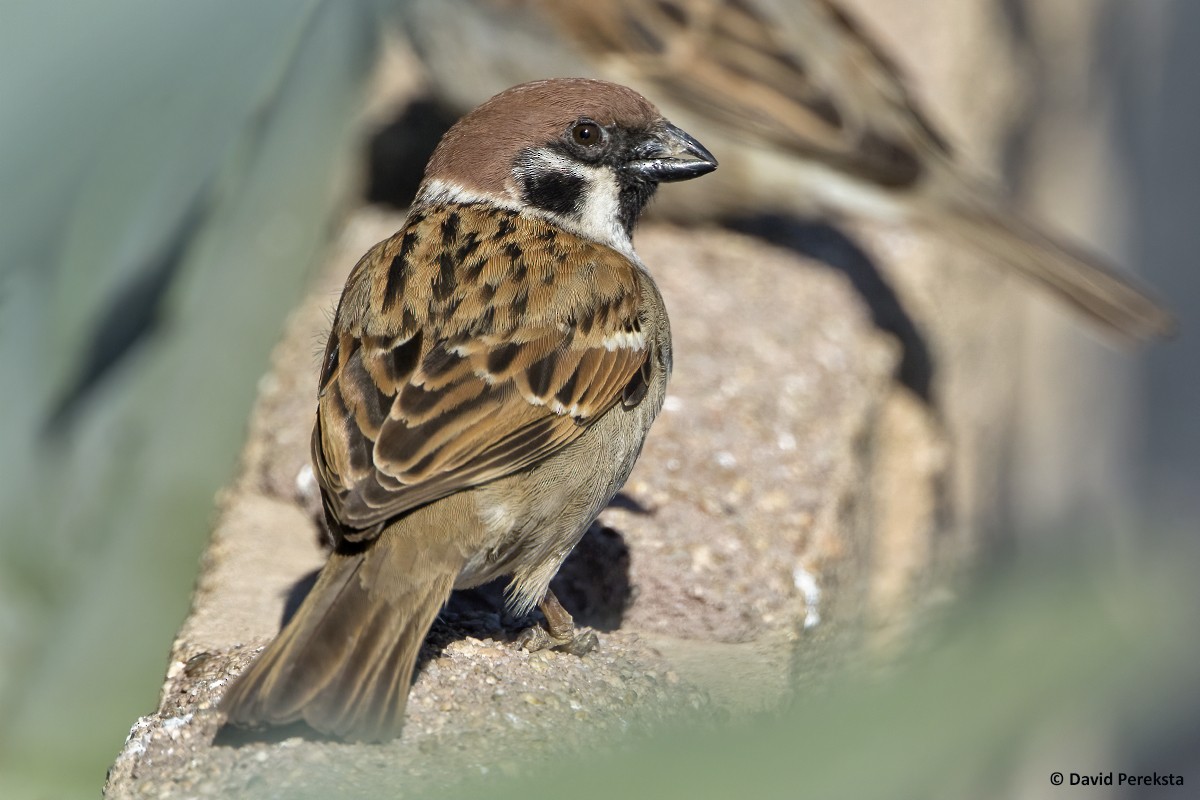 Eurasian Tree Sparrow - ML318246191