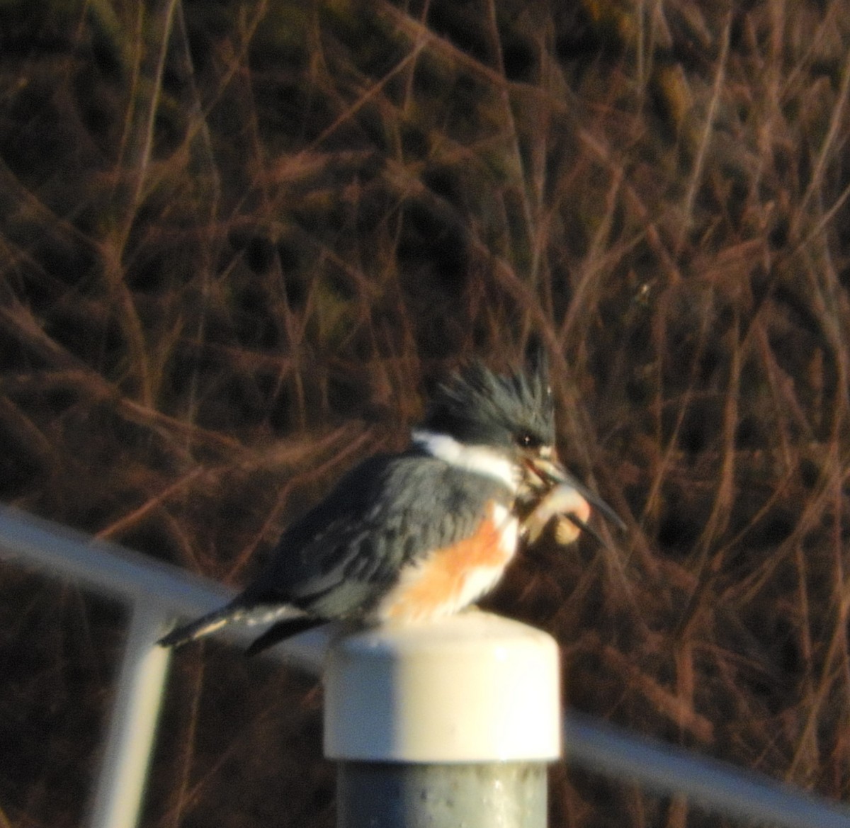 Belted Kingfisher - ML318248941