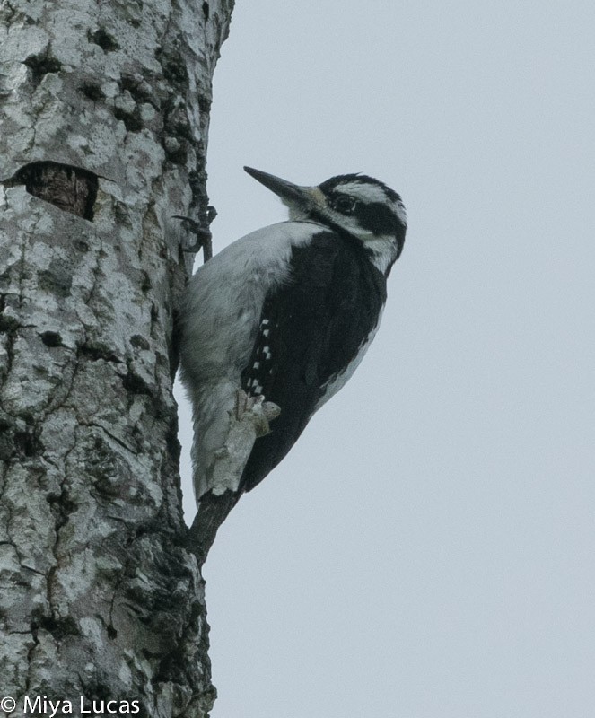 Hairy Woodpecker (Pacific) - ML318253241