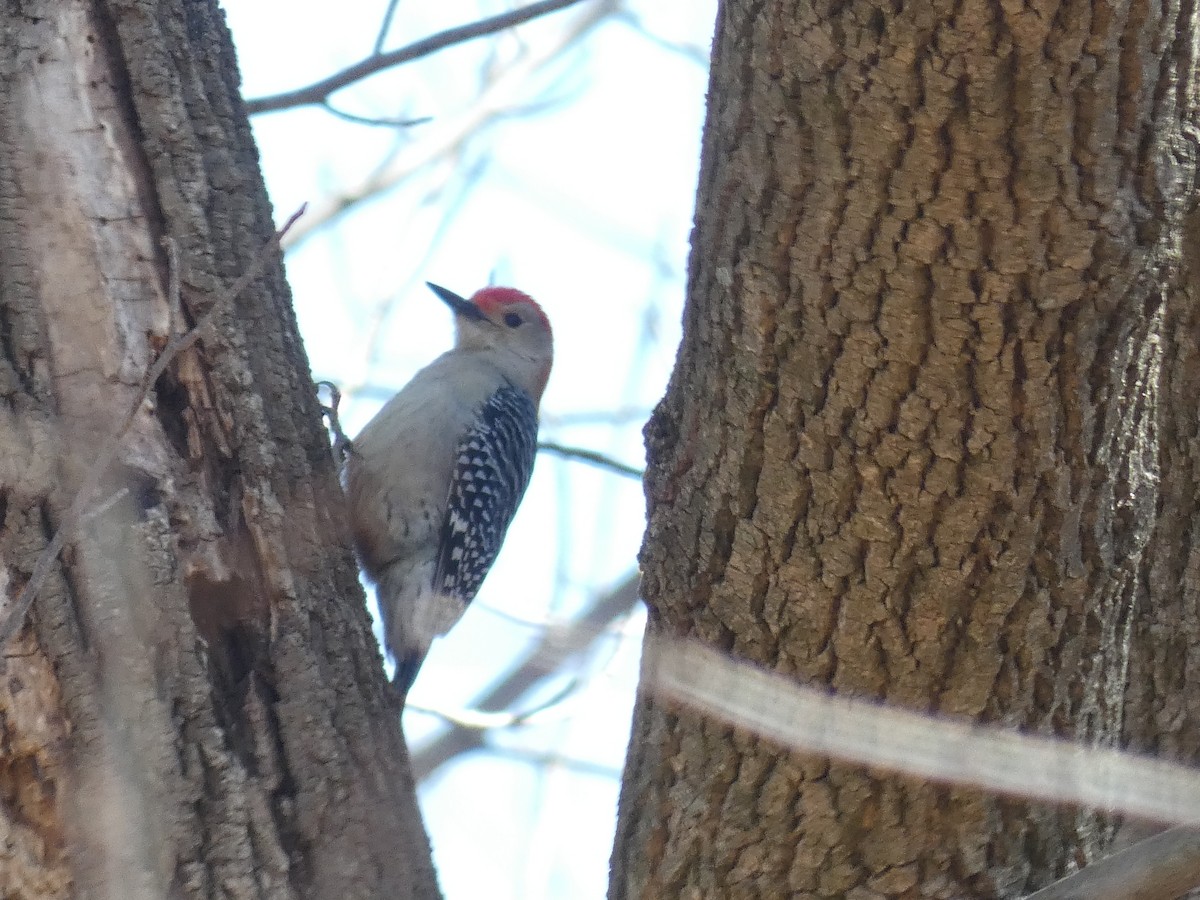 Red-bellied Woodpecker - Michelle Browning