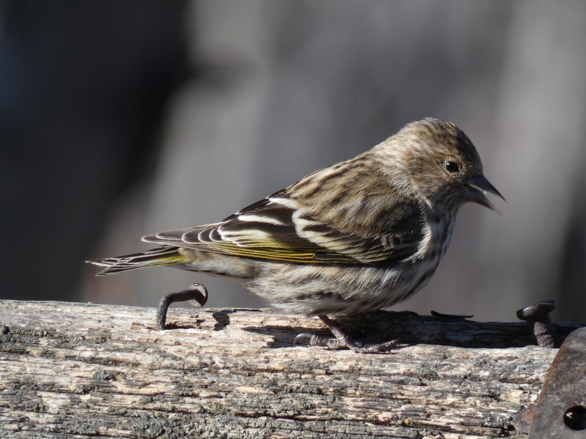 Pine Siskin - ML318256281