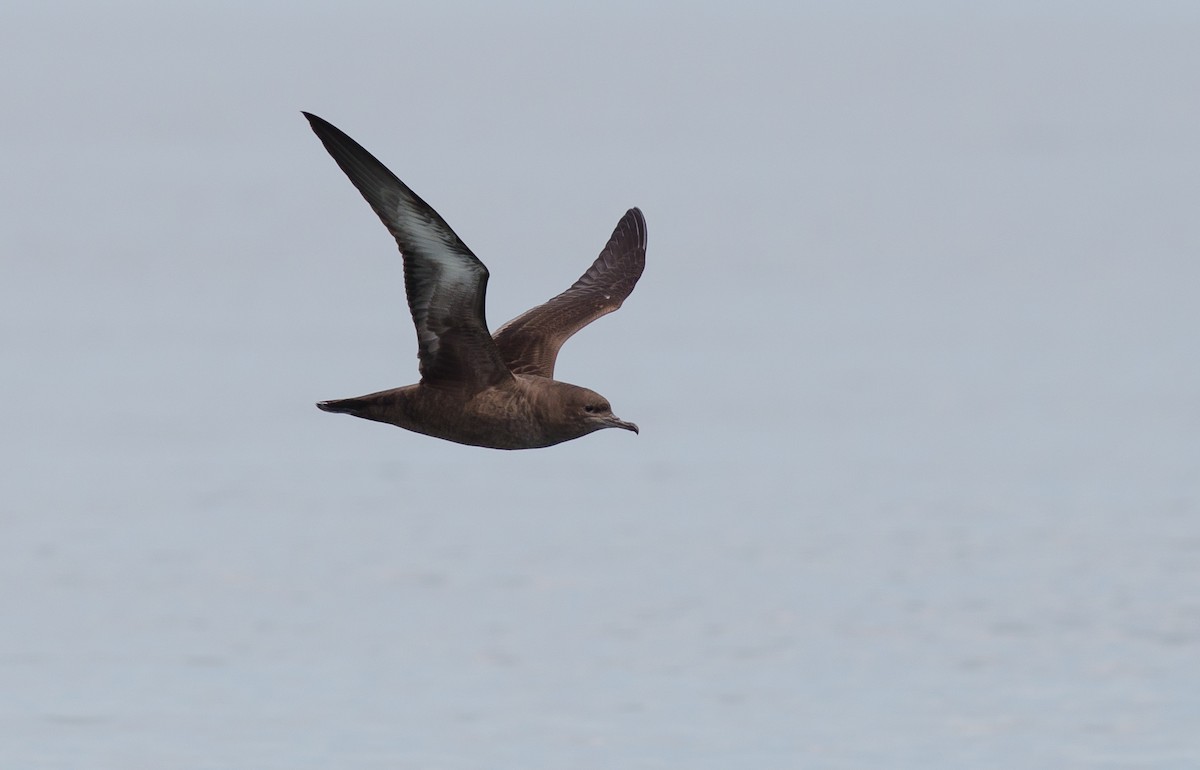 Sooty Shearwater - Alix d'Entremont