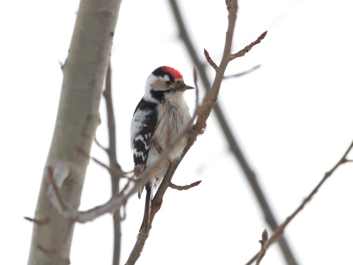 Lesser Spotted Woodpecker - ML318264711