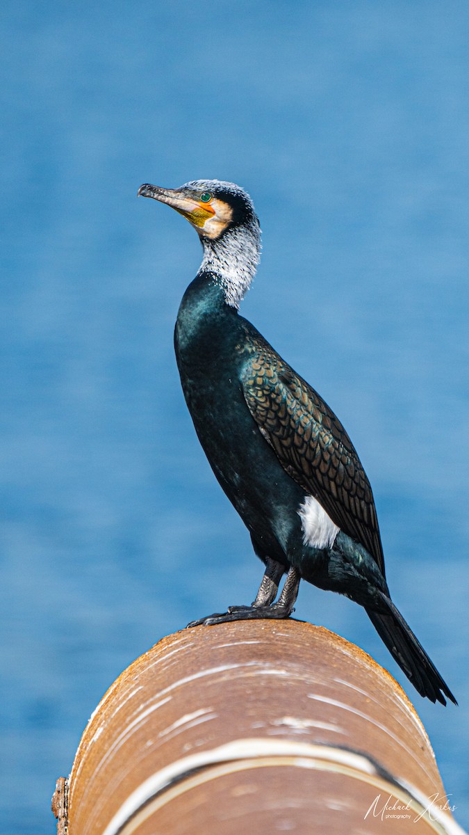 Great Cormorant - micha korkus