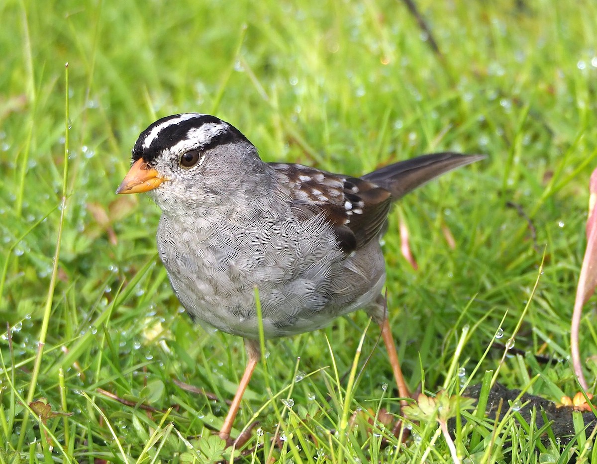 White-crowned Sparrow (Gambel's) - ML318266821