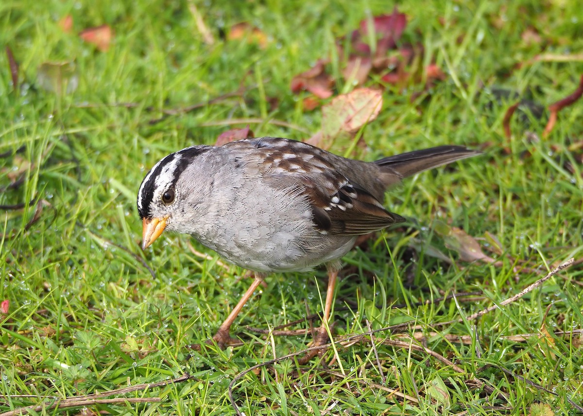 White-crowned Sparrow (Gambel's) - ML318266881