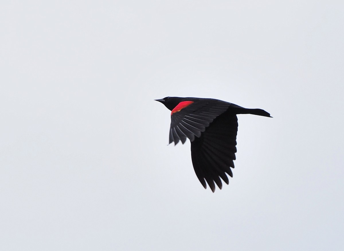 Red-winged Blackbird - ML318267131