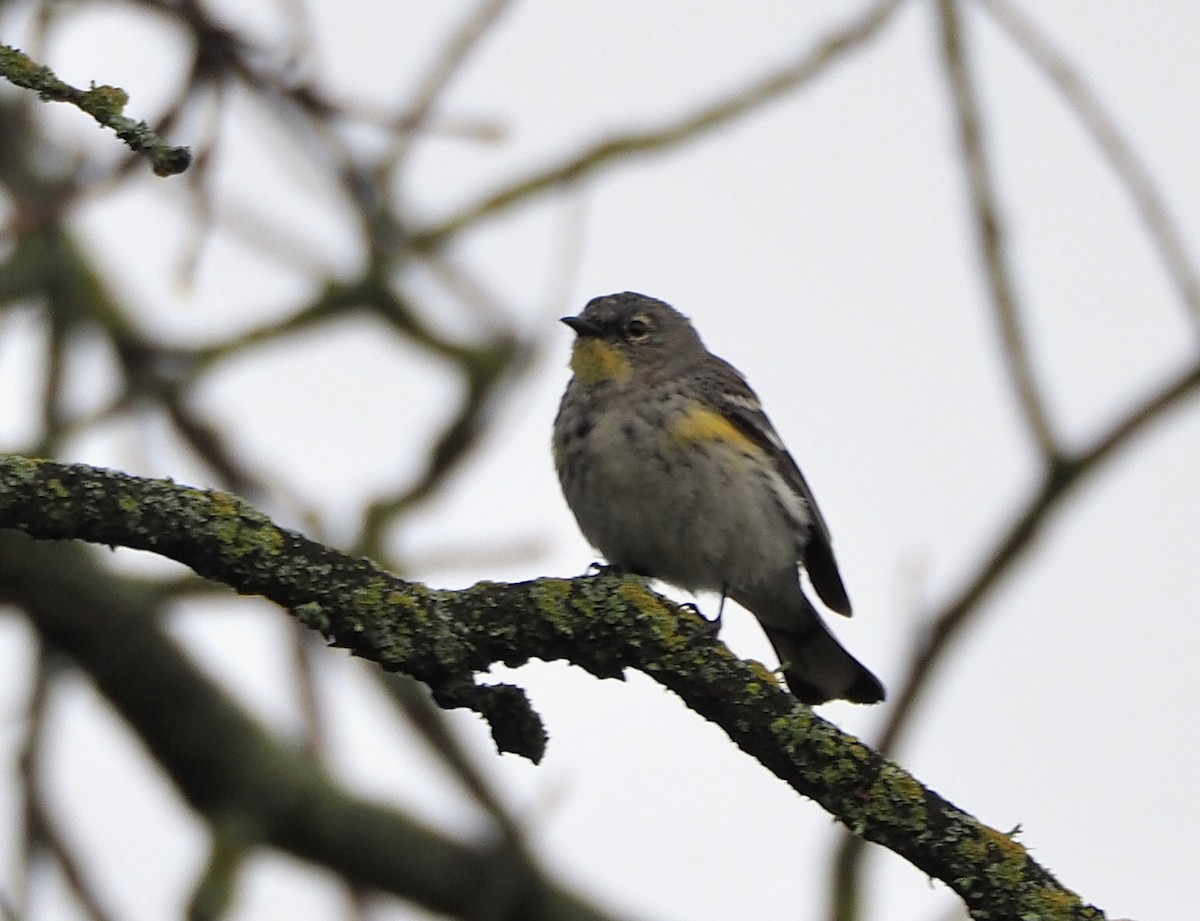 Yellow-rumped Warbler (Audubon's) - ML318267371