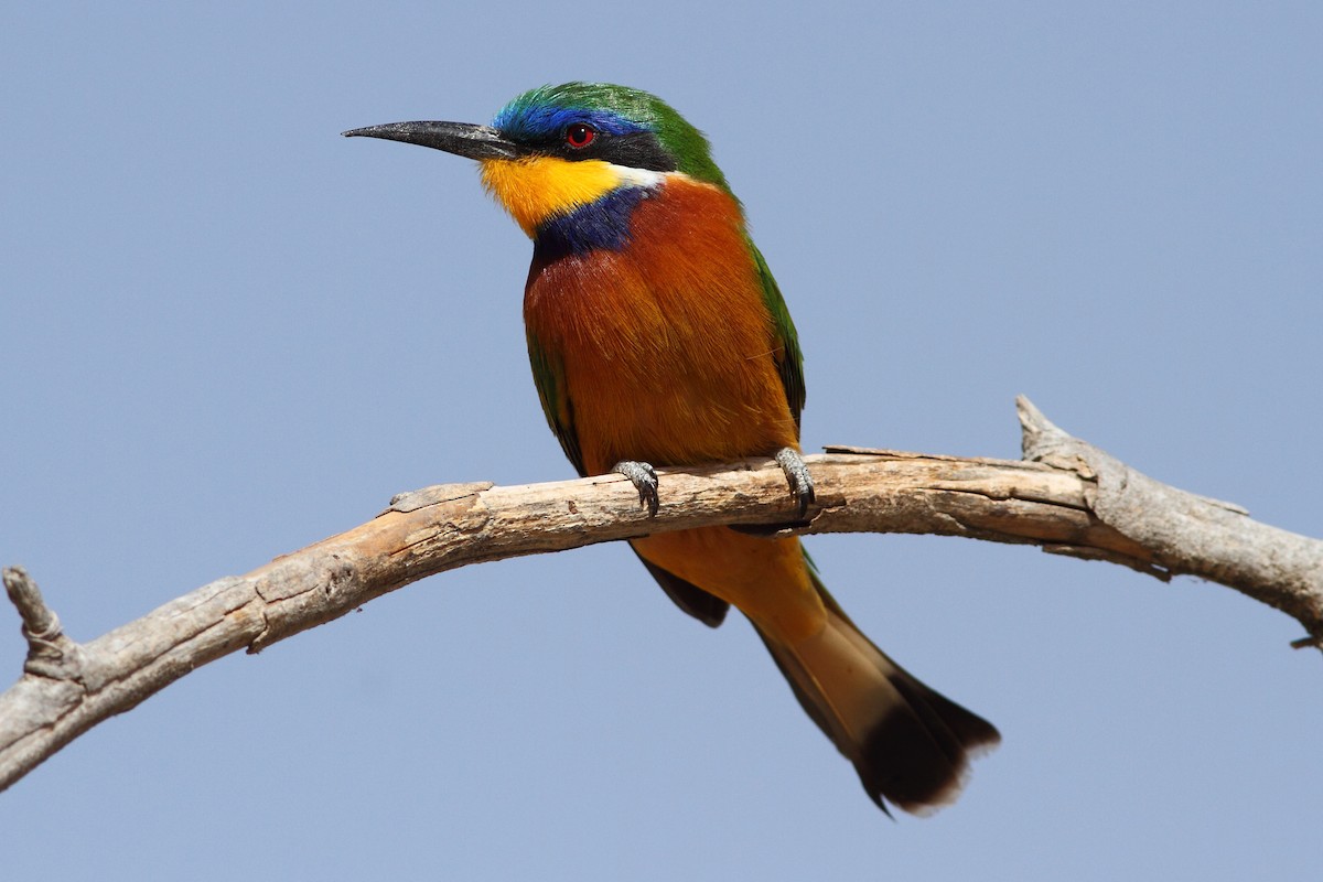 Ethiopian Bee-eater - ML318268651