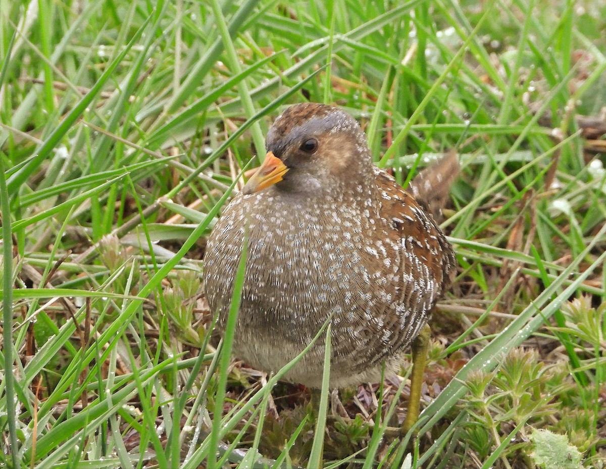 Spotted Crake - ML318268991