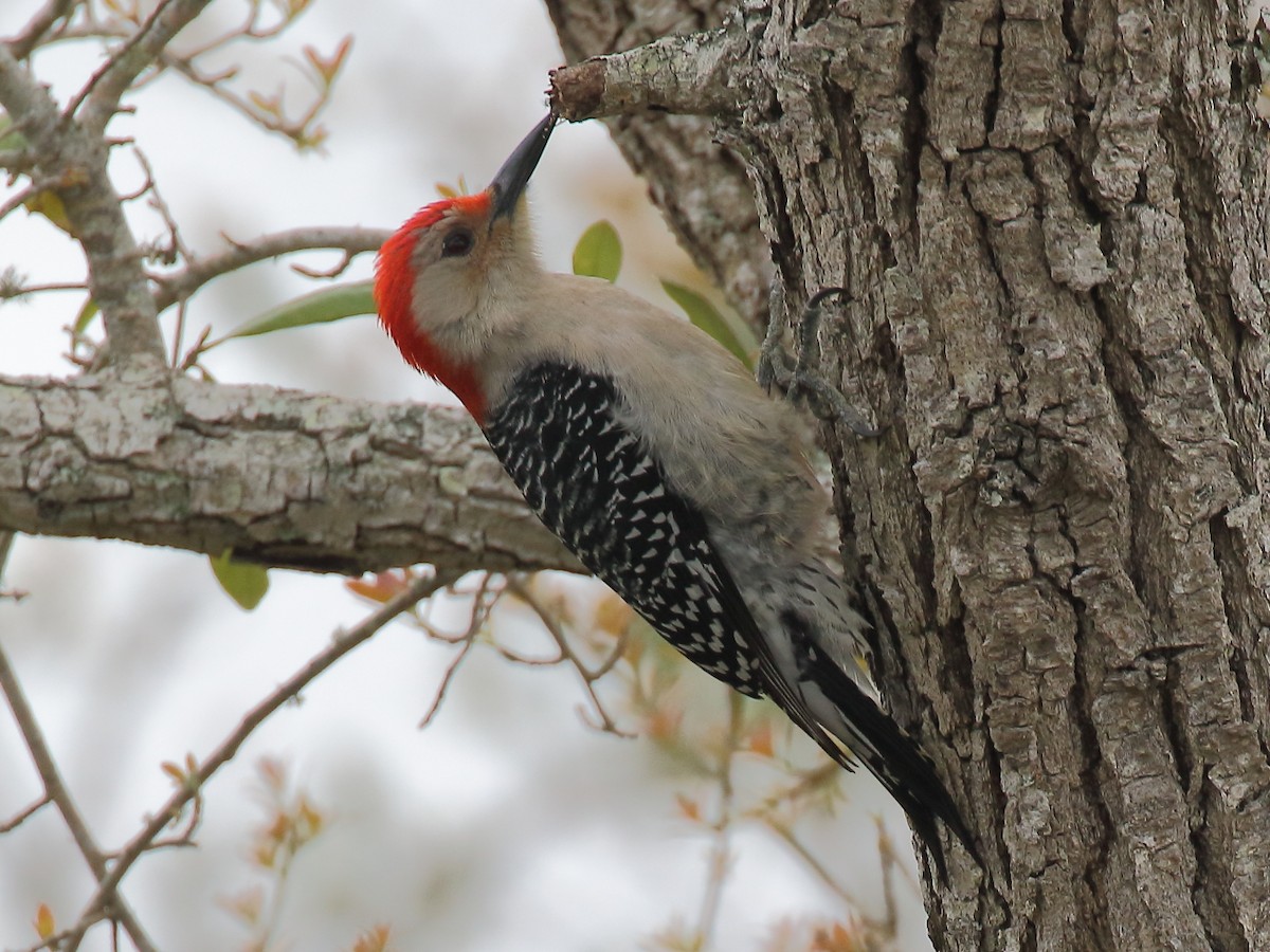 Red-bellied Woodpecker - ML318273251
