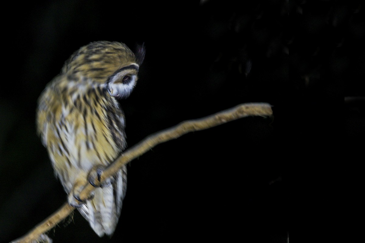 Striped Owl - ML318274011