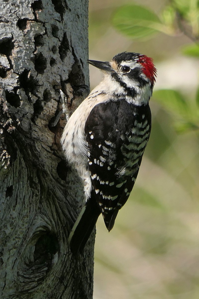 Downy x Nuttall's Woodpecker (hybrid) - Robert Hamilton