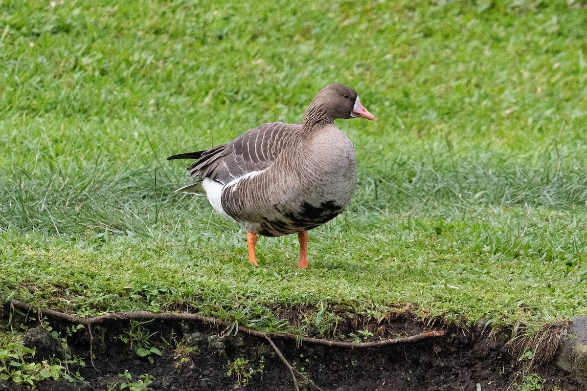 Greater White-fronted Goose - ML318282791