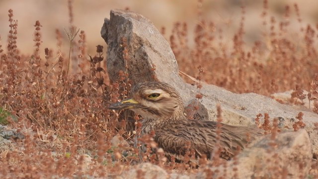 Indian Thick-knee - ML318298031
