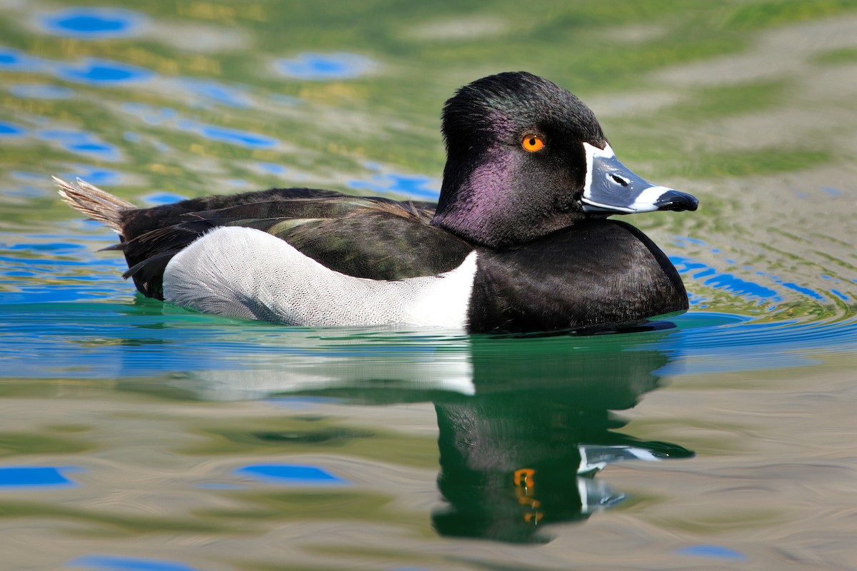 Ring-necked Duck - Rick Williams