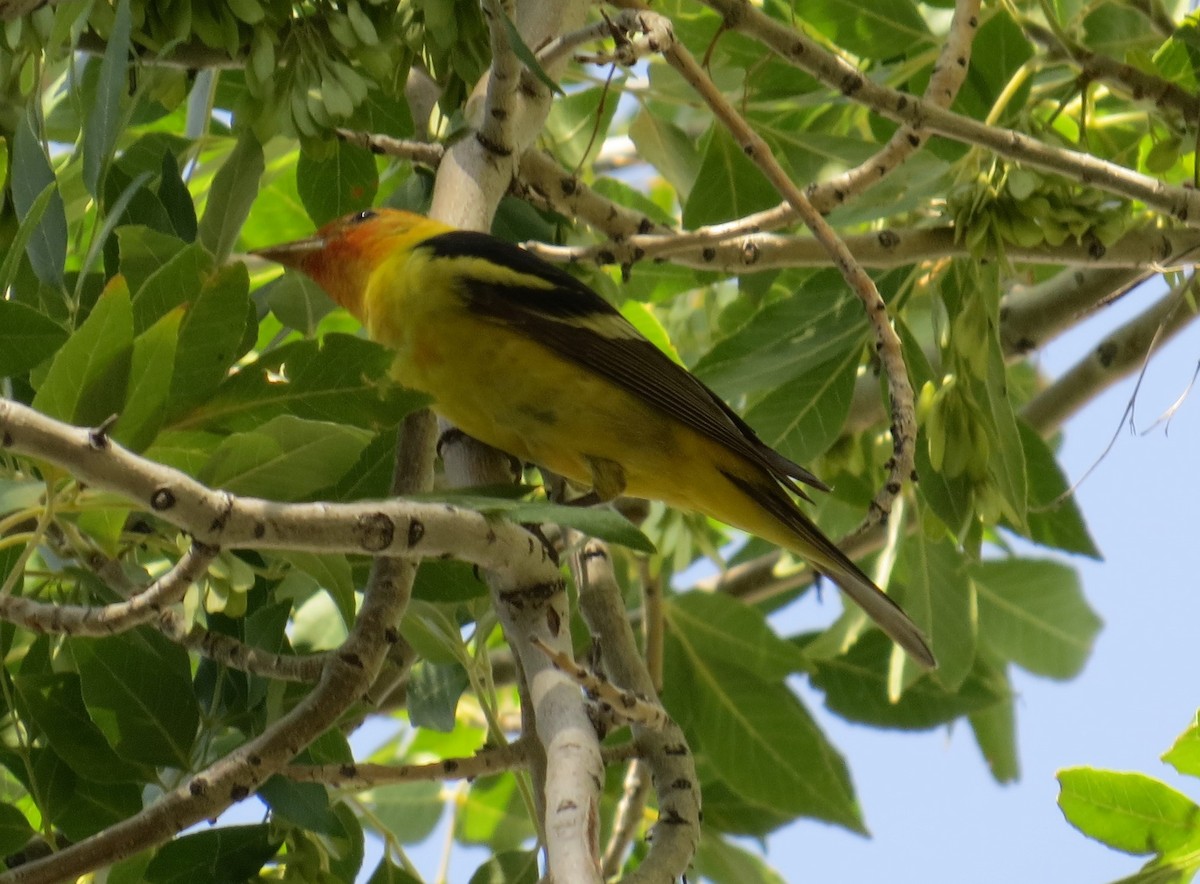 Western Tanager - Howard King