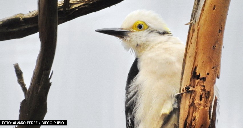 White Woodpecker - Birdwatching Punta del Este
