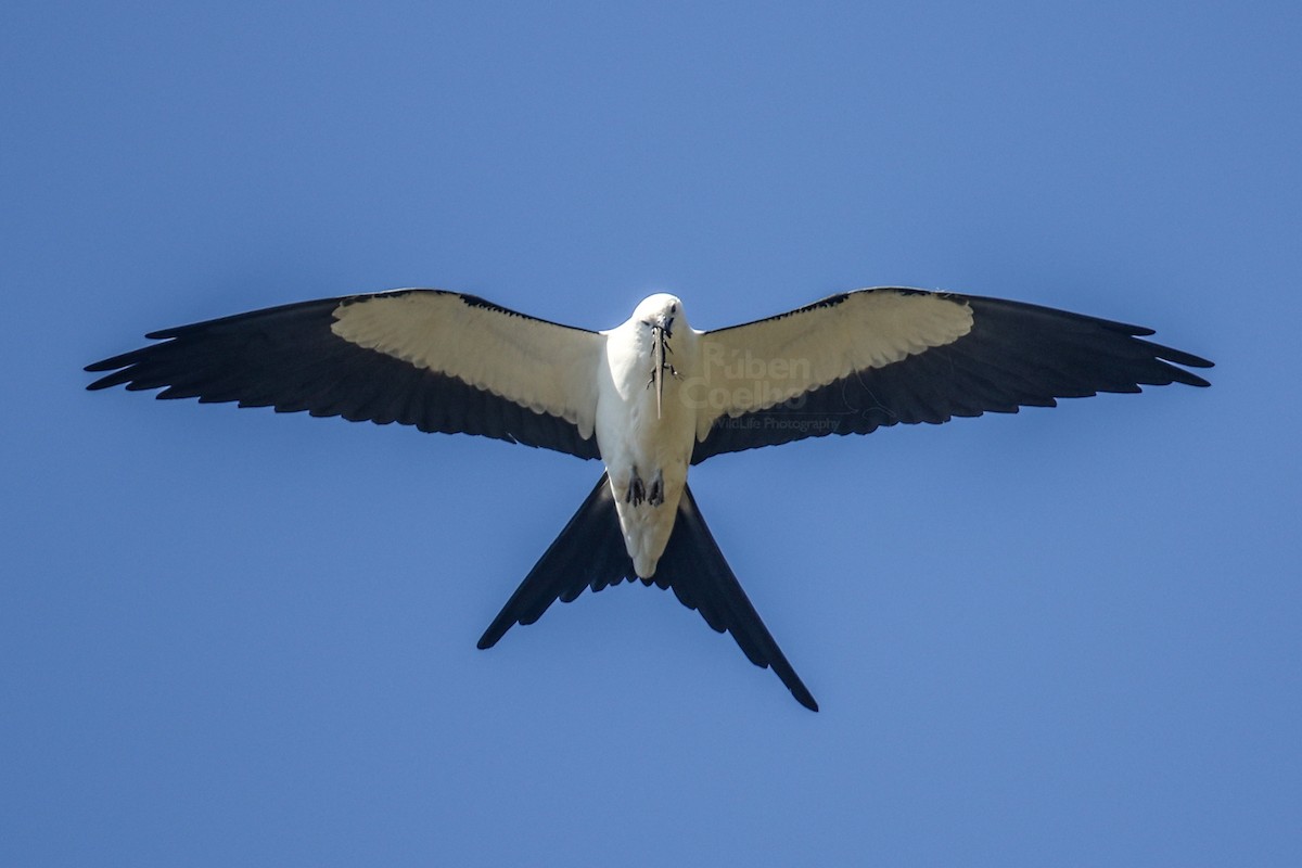 Swallow-tailed Kite - Rúben Coelho