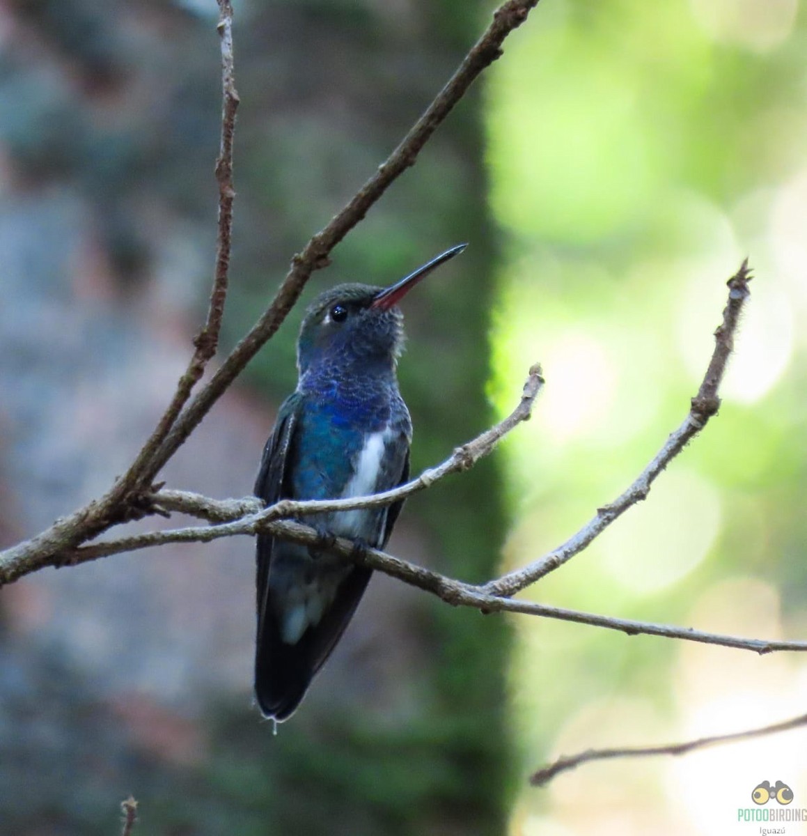 Sapphire-spangled Emerald - Fernando Pocho Cabral / Birding Iguazu