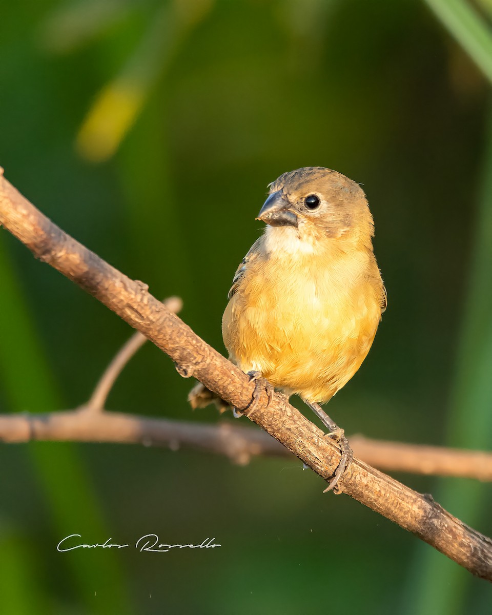 Rusty-collared Seedeater - ML318316991