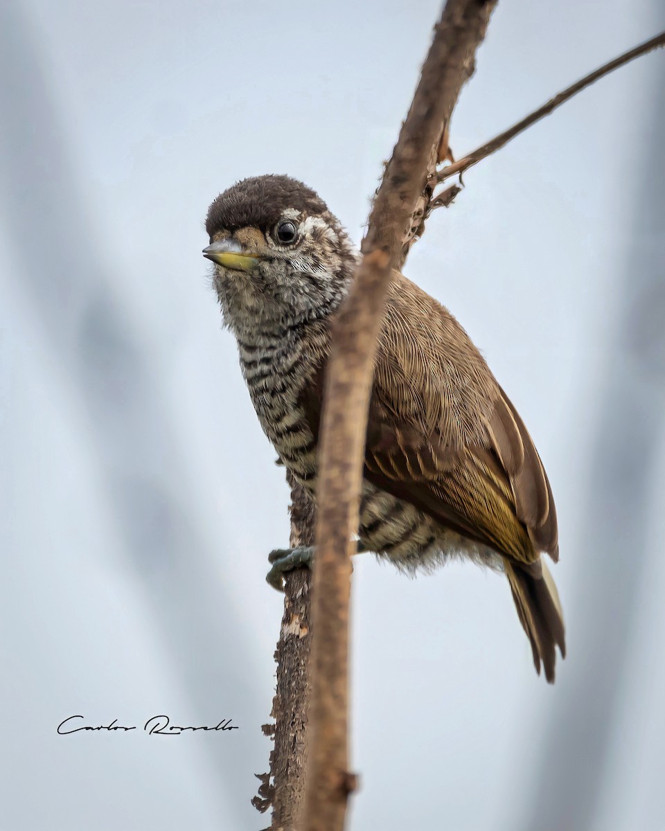 White-barred Piculet - ML318319321
