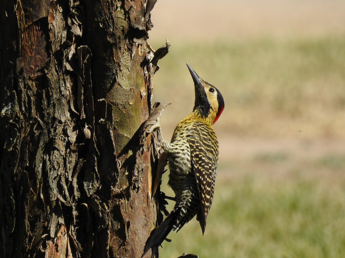 Green-barred Woodpecker - ML318327271