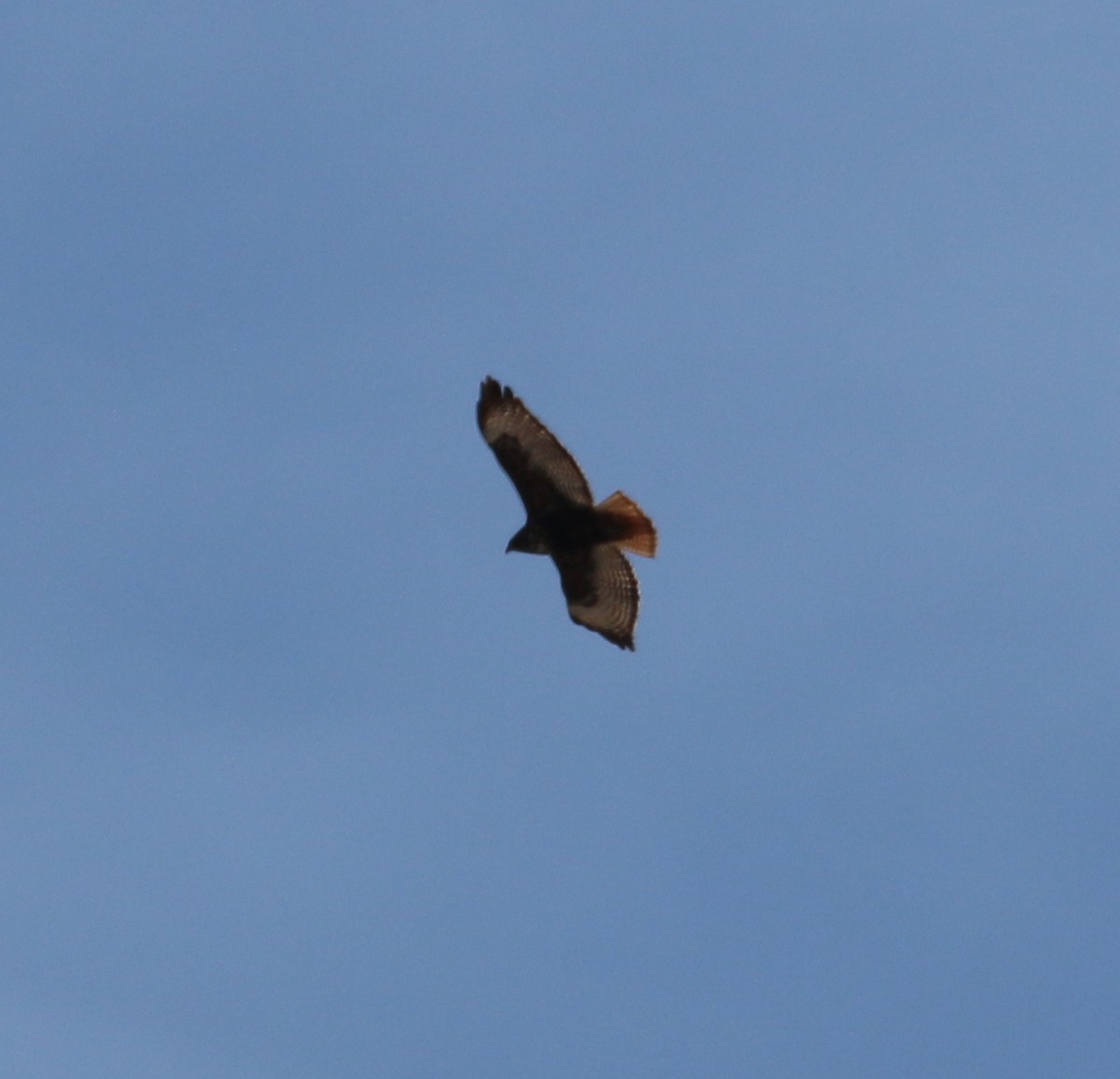 Red-tailed Hawk (calurus/alascensis) - ML318330071