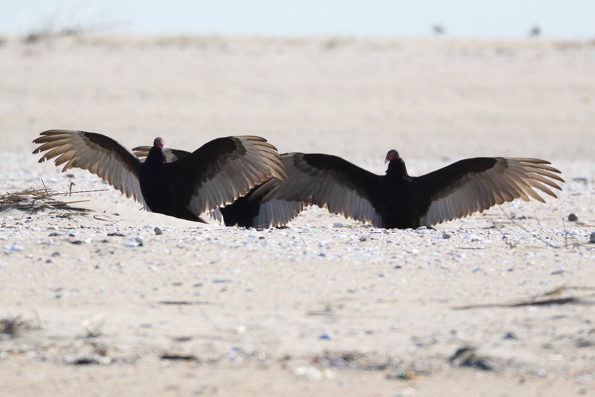 Turkey Vulture - ML318333651