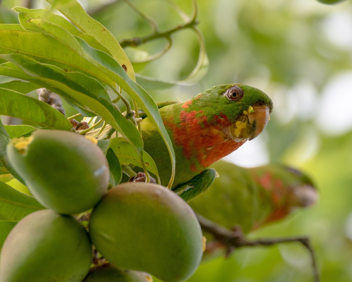 Green Parakeet (Red-throated) - Oscar  Cordón
