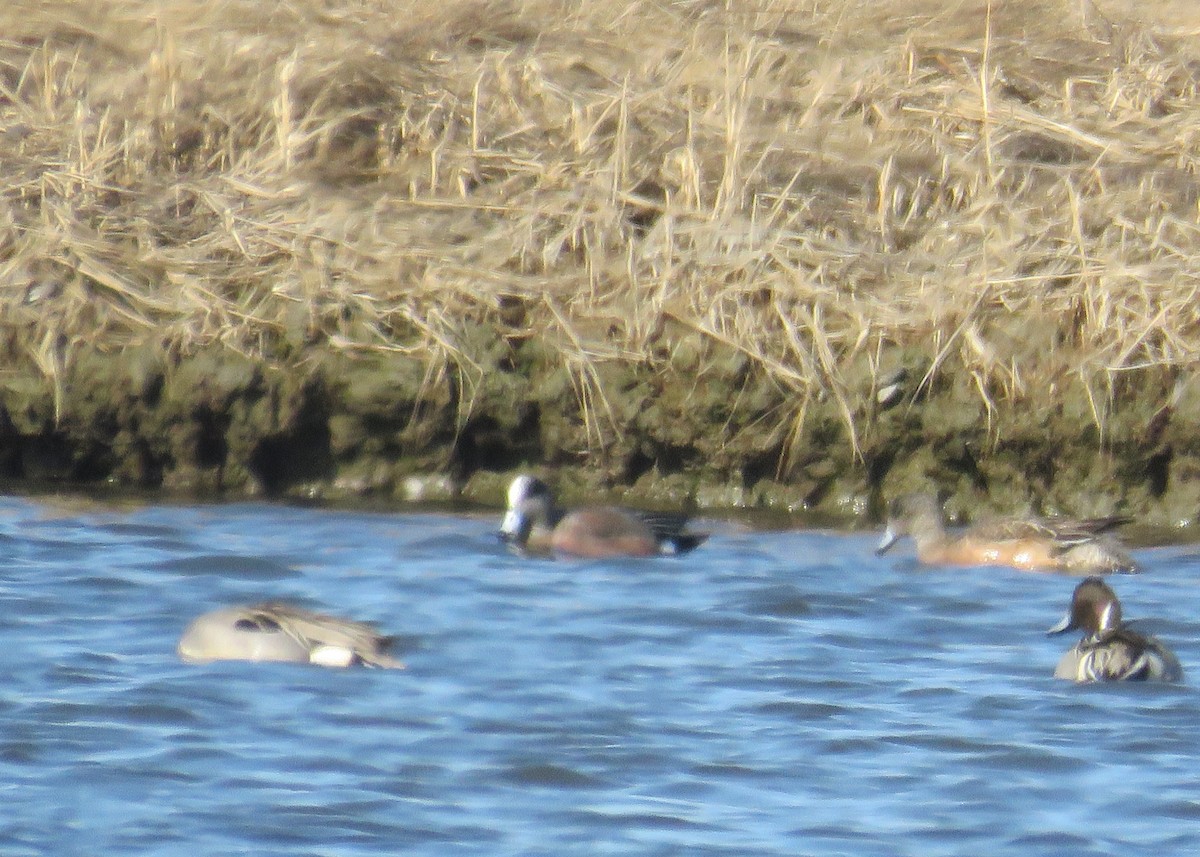 American Wigeon - Mary Ess-Why