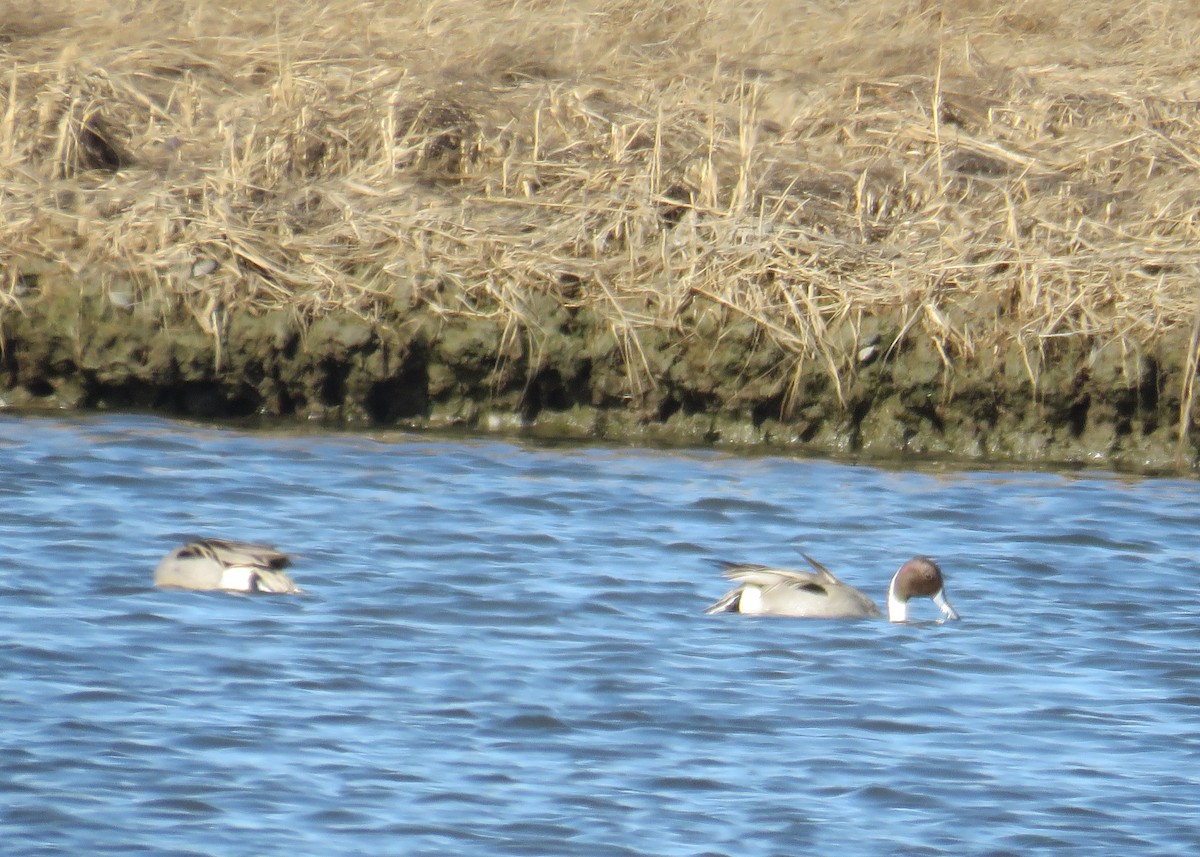 Northern Pintail - Mary Ess-Why