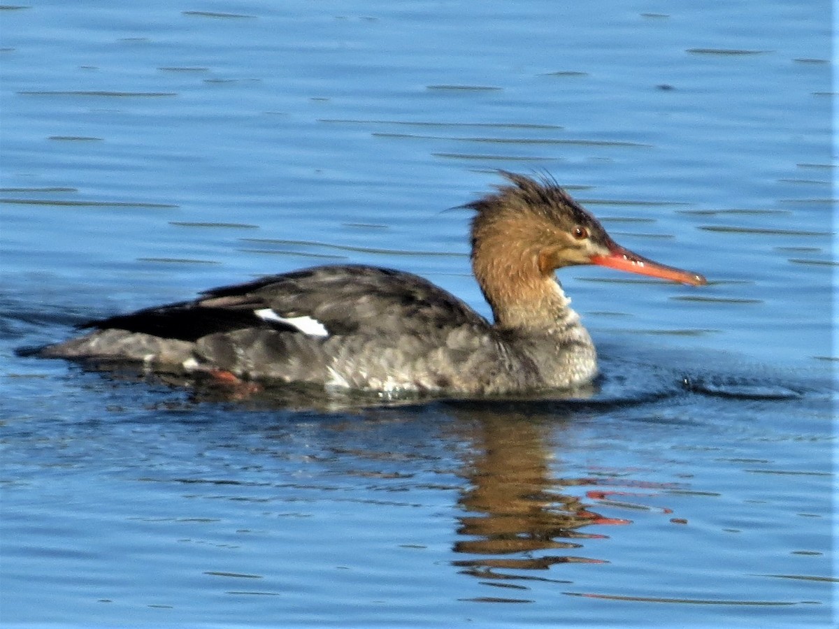 Red-breasted Merganser - Maggie Smith