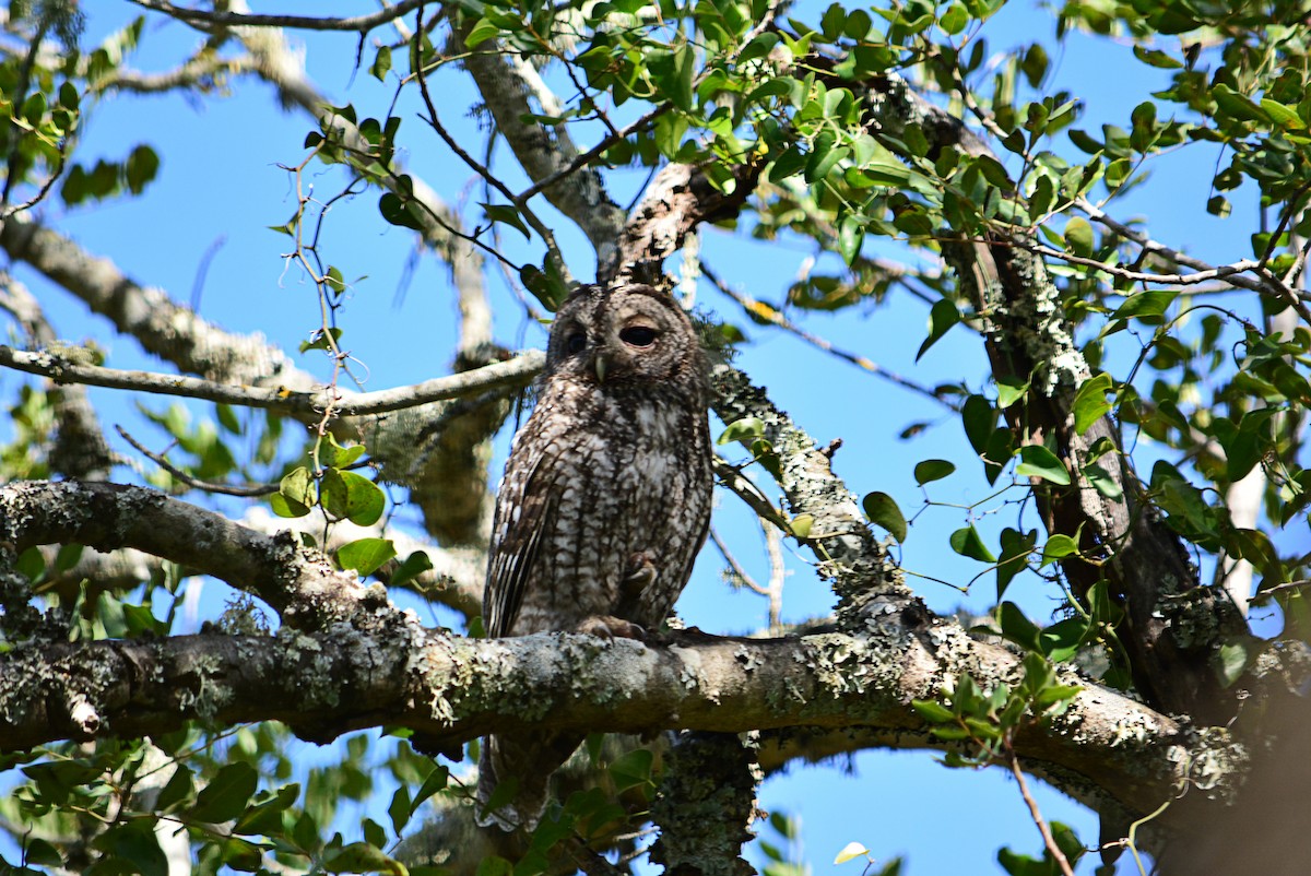 Tawny Owl - ML318349581