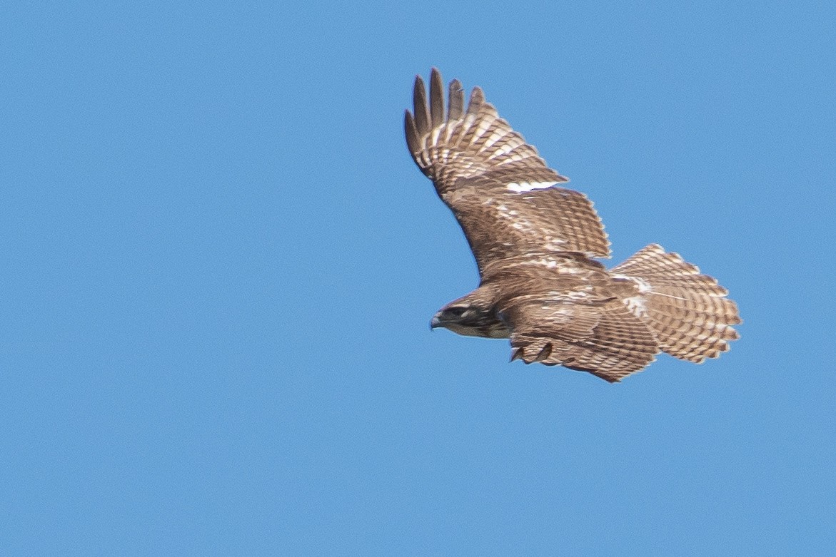 Red-tailed Hawk - ML318356531