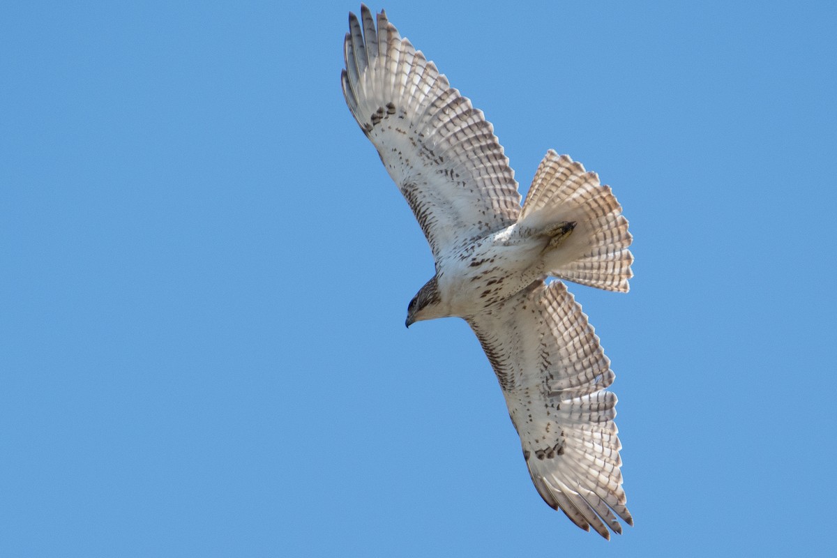 Red-tailed Hawk - ML318356541