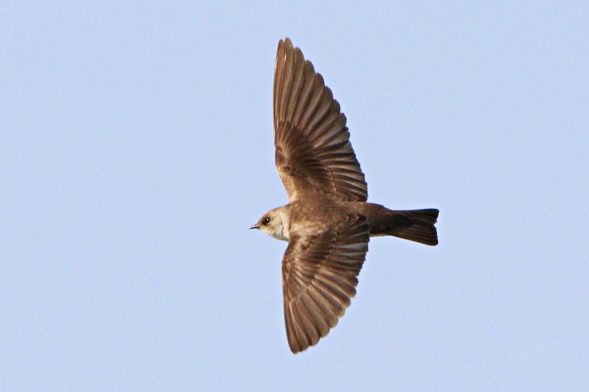 Northern Rough-winged Swallow - ML318360611