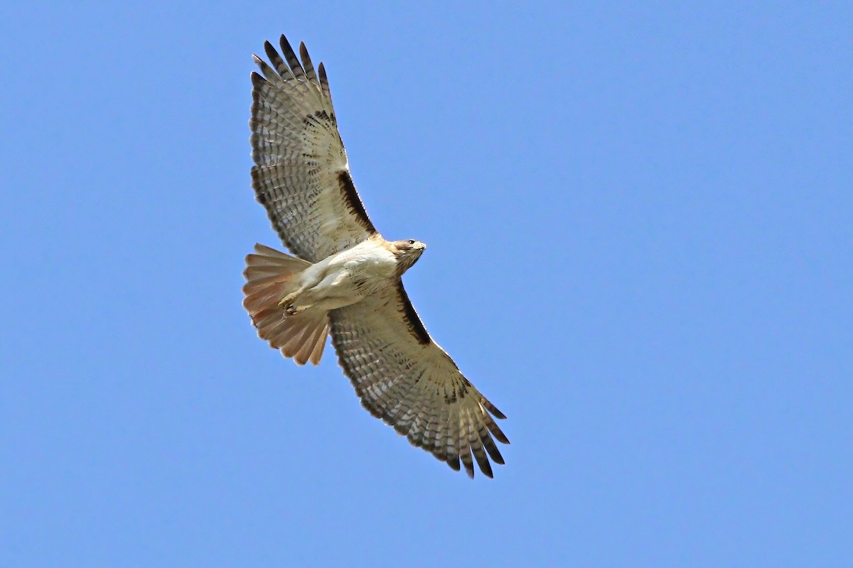 Red-tailed Hawk - ML318366421