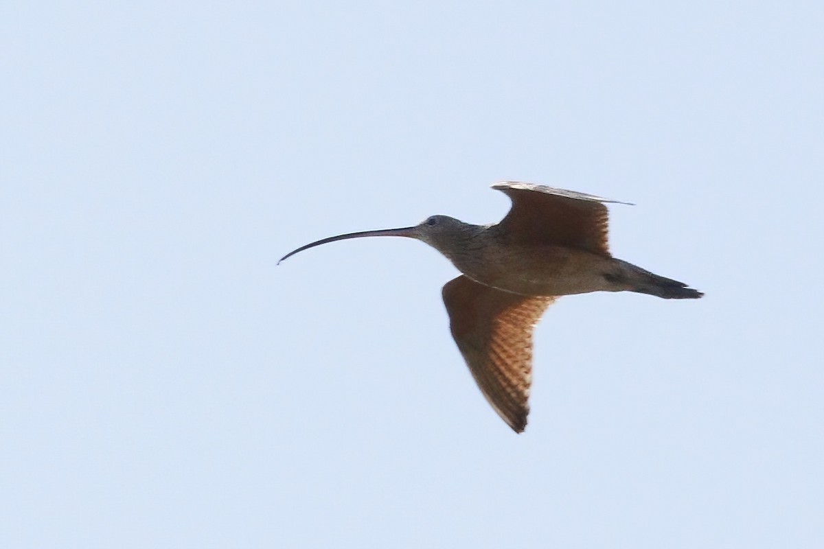 Long-billed Curlew - Stephen Cook